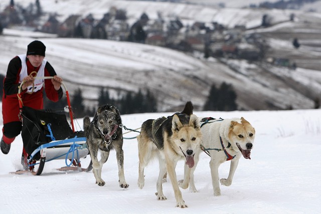 Kynologická revue - www.dogsk.sk