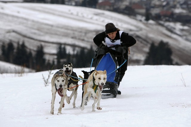 Kynologická revue - www.dogsk.sk