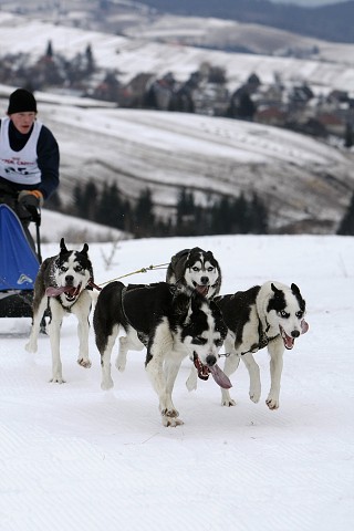 Kynologická revue - www.dogsk.sk