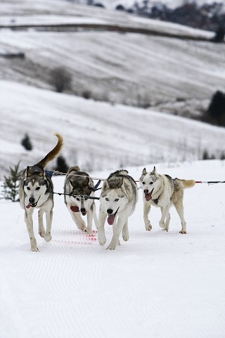 Kynologická revue - www.dogsk.sk