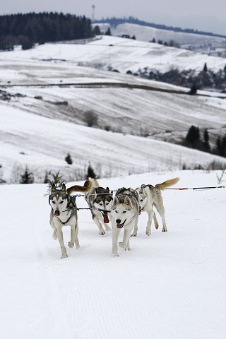 Kynologická revue - www.dogsk.sk
