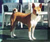 Basenji