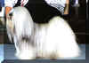 lsaha apso