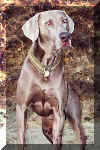 weimaraner