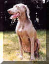 Weimaraner