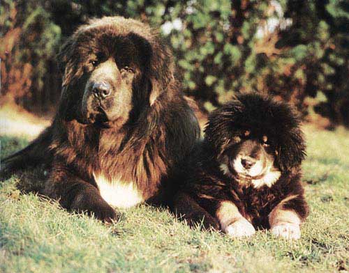 Tibetskiy mastiff cheap