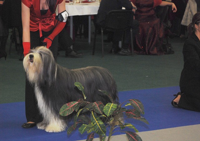 Kynologická revue - www.dogsk.sk