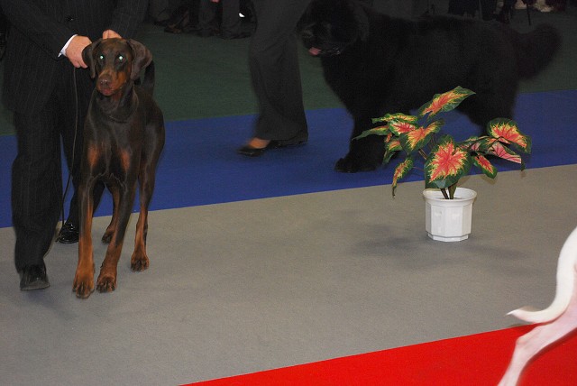 Kynologická revue - www.dogsk.sk