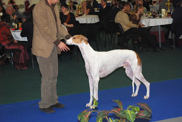 Kynologická revue - www.dogsk.sk