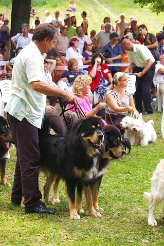 Kynologická revue - www.dogsk.sk