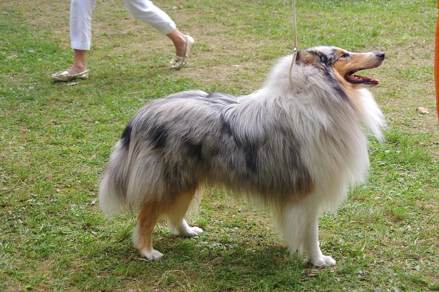 Kynologická revue - www.dogsk.sk