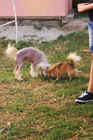Kynologická revue * Z POLYTANU * EUKANUBA